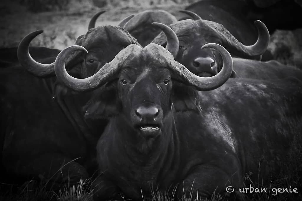 Buffalo Soldiers - Photo by Urban Genie